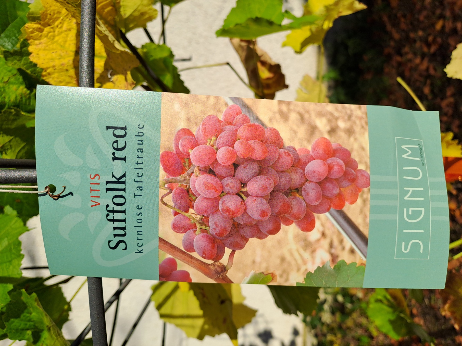 Rebsorte "Suffolk red"