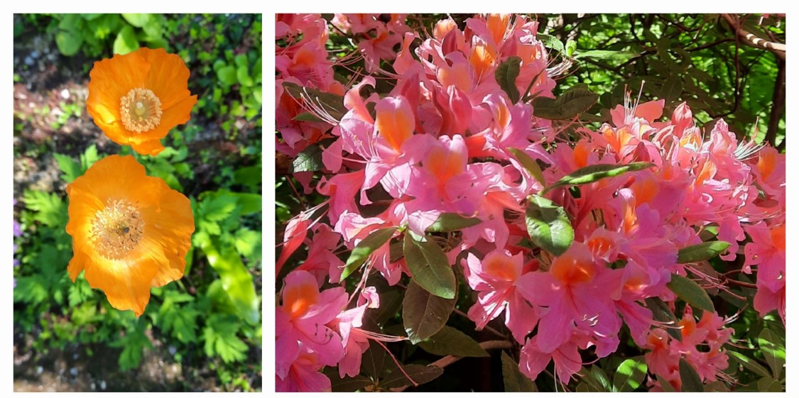 Impressionen des Botanischen Gartens: Kalifornischer Mohn und Rhododendrenblüten